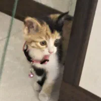 گربه