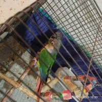 گرینجیک|پرنده|بم, |دیوار