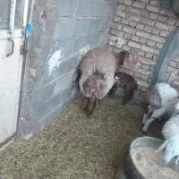 میش چینی با بره