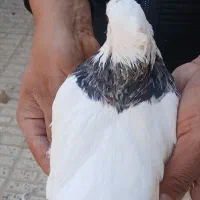 یک جفت طوقی درمبارکه.|پرنده|مبارکه, |دیوار