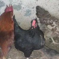 مرغ تخم گذار خروس جوان