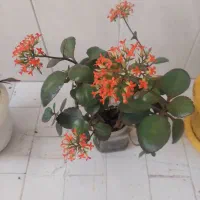 هر گلدان به قیمت ۵۰هزار تومان