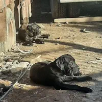 سگ نژاد کنکورسو|سگ|اهواز, کمپلو شمالی|دیوار