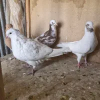 ماده کفتر|پرنده|تهران, آشتیانی|دیوار