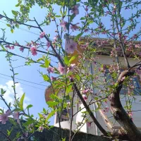 خوابگاه-دخترانه-بهارنارنج