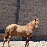 کره نریان پنج نشان ۷ماه  یورقع نیستن|اسب و تجهیزات اسب‌سواری|مه ولات, |دیوار