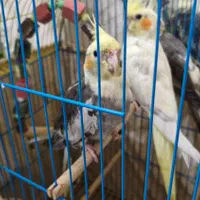 عروس هلندی|پرنده|امیدیه, |دیوار