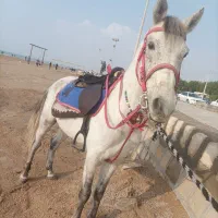 اسب نریون بازیکن