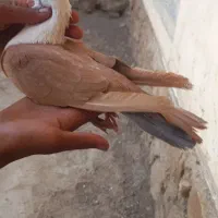 نرو ماده کلاغ