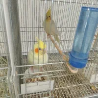 جفت های مولد سالنی ب دلیل جمع آوری سالن