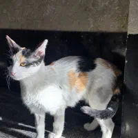 واگذاری گربه ماده عقیم زیبا خانم