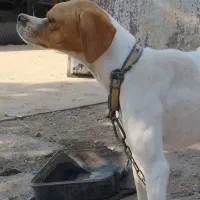 فروش توله سگ انگلیس ماده|سگ|گلی داغ, |دیوار