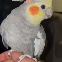 عروسی هلندی