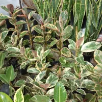 گل گیاه اپارتمانی