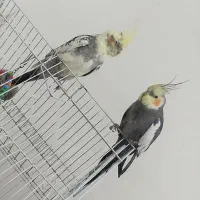 عروس سخنگو|پرنده|خاش, |دیوار