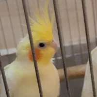 عروس هلندی نر نژاد لوتینو|پرنده|تهران, شهرآرا|دیوار