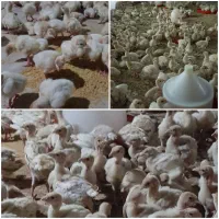 جوجه بوقلمون بیوتی ۱ روزه و ۱ ماهه