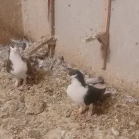 کفتر هوای شهری|پرنده|شیراز, نیستان|دیوار