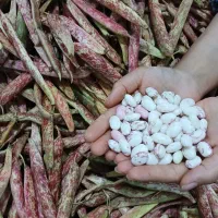 لوبیا تازه چین ودرشت|خوردنی و آشامیدنی|کلاچای, |دیوار