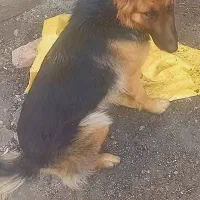 سگ ژرمن|حیوانات|اندیشه, اندیشه فاز ۳|دیوار