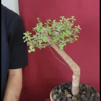 بونسای خرفه فیکوس کراسولا یشم|گل و گیاه طبیعی|فردیس, شهرک ۱۱۰|دیوار