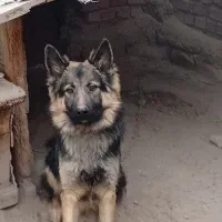 ژرمن شپرد مو بلند|سگ|گوگان, |دیوار