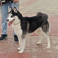 هاسکی نر مالاموت اصیل برای کشش