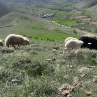 بره‌سنجابی