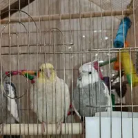 عروس هلندی نر وایت فیس تاج پرنسسی|پرنده|تهران, دروازه شمیران|دیوار
