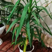 گل کاج ک یوکا بزرگ|گل و گیاه طبیعی|قم, حاج زینل|دیوار