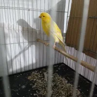 قناری نر ماده جوجه