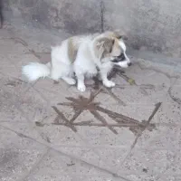 سگ پاکوتاه|سگ|آزادشهر, |دیوار