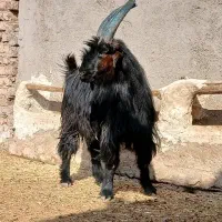 یک عدد نربز جلو رو نترس