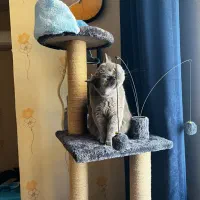 اسکرچر گربه