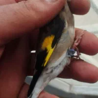 سهره سقا ماده کرمونی کارداده تضمینی ذاغسر