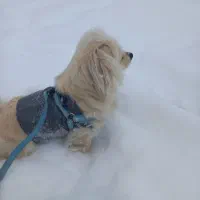 سگ پاکوتاه ماده پامراشپیتز