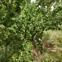 فروش باغ میوه چهار دیواری خوش جا|فروش زمین و ملک کلنگی|اصفهان, اصفهانک|دیوار