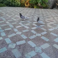 کله قرمز|پرنده|ایرانشهر, |دیوار