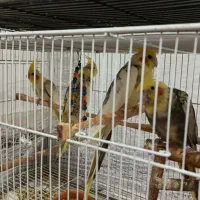 ۳ جفت عروس هلندی به همراه ۳ عدد جوجه|پرنده|طبس, |دیوار