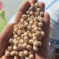 نخود بوجاری شده|خوردنی و آشامیدنی|قم, شهرک فاطمیه|دیوار