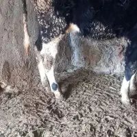 گاو|حیوانات مزرعه|قیدار, |دیوار