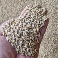 جو خارجی|عمده‌فروشی|آباده, |دیوار