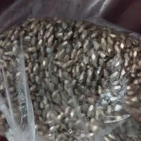 مروارید منجوق خرجکار