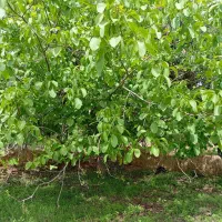 زمین در بلوار تسوج به شبستر، دیزج شیخ مرجان|فروش زمین و ملک کلنگی|تسوج, |دیوار