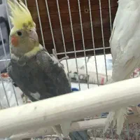 پرنده عروس