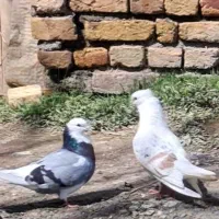 فروش دو کبوتر
