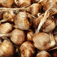 چندنفر کارگرخانم هستیم برای وجین کردن وپیاز زعفران