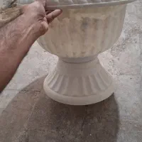 گل مقاوم|گل و گیاه طبیعی|قم, انسجام|دیوار