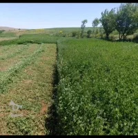 فروش یونجه چهار تن