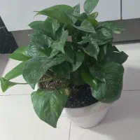 گلهای طبیعی|گل و گیاه طبیعی|سمنان, |دیوار